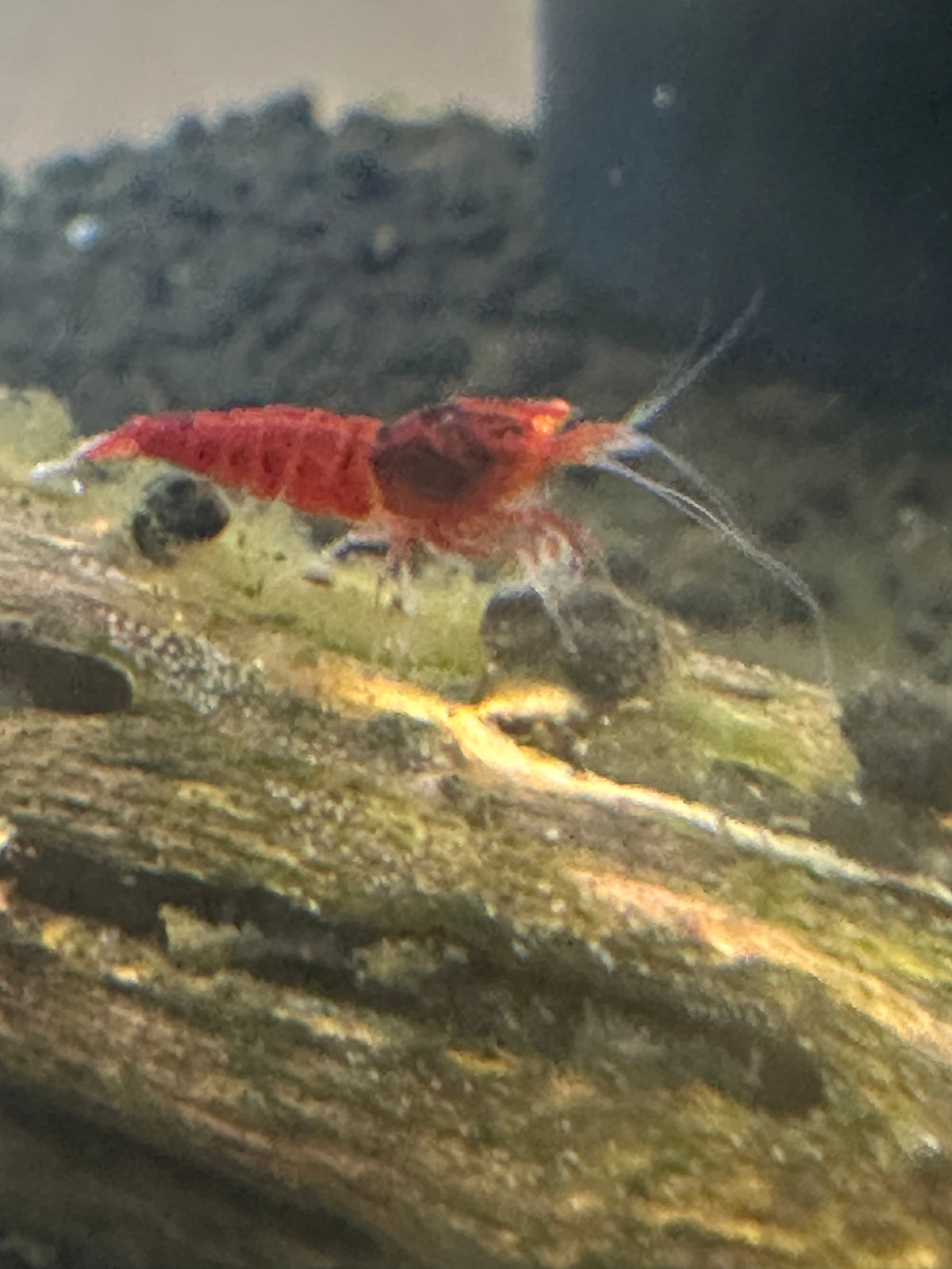 Orange Eye Red Devil