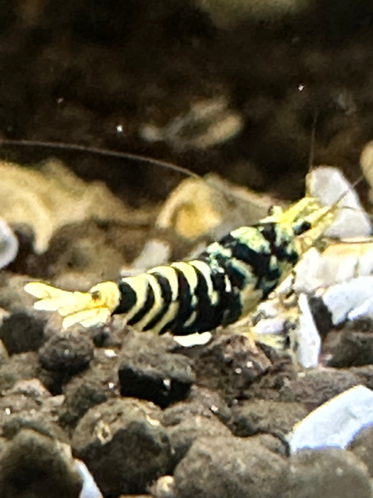 Orange Hornet (TMJ Line)