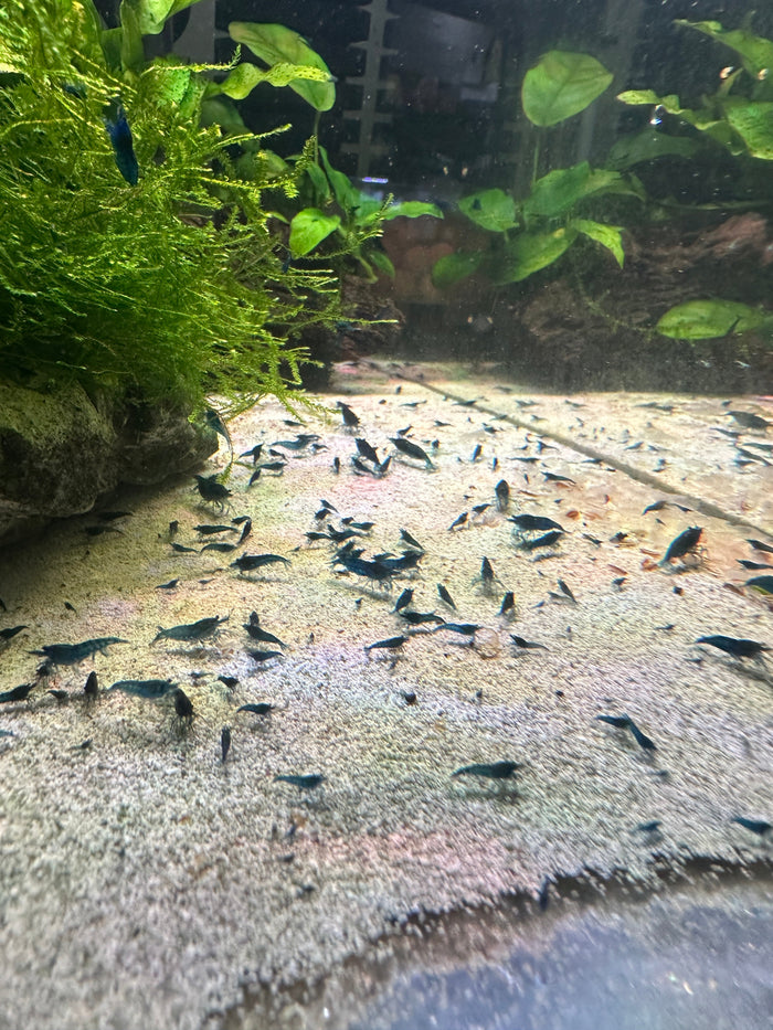 Shrimp Food