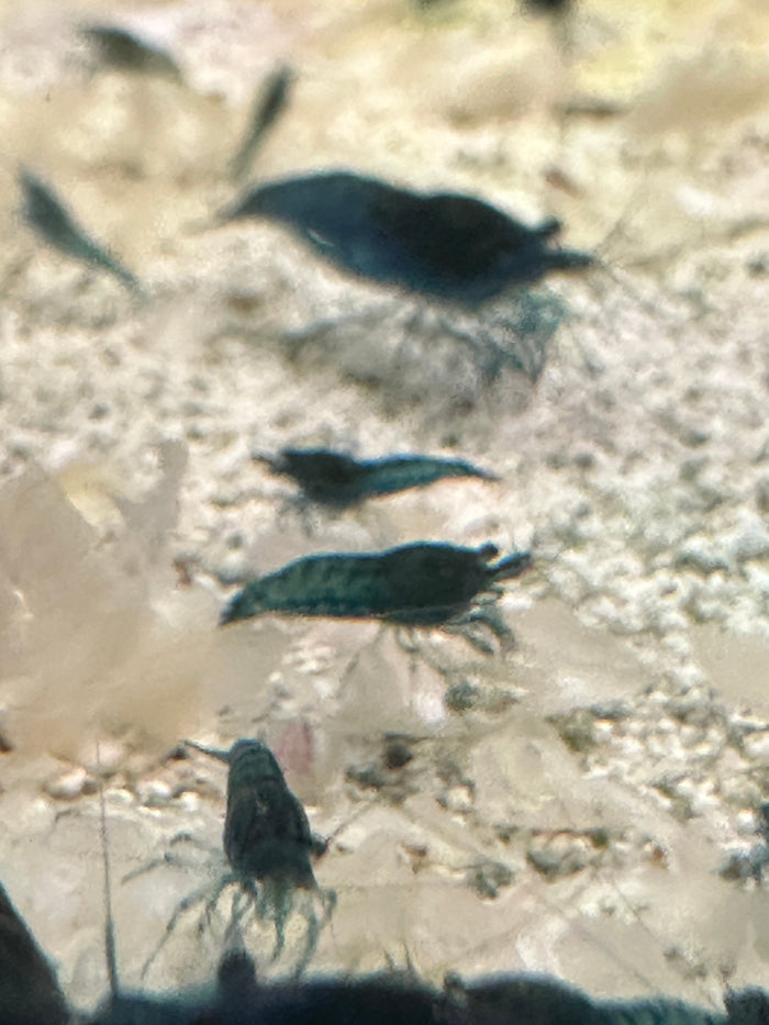 Aqua Soil