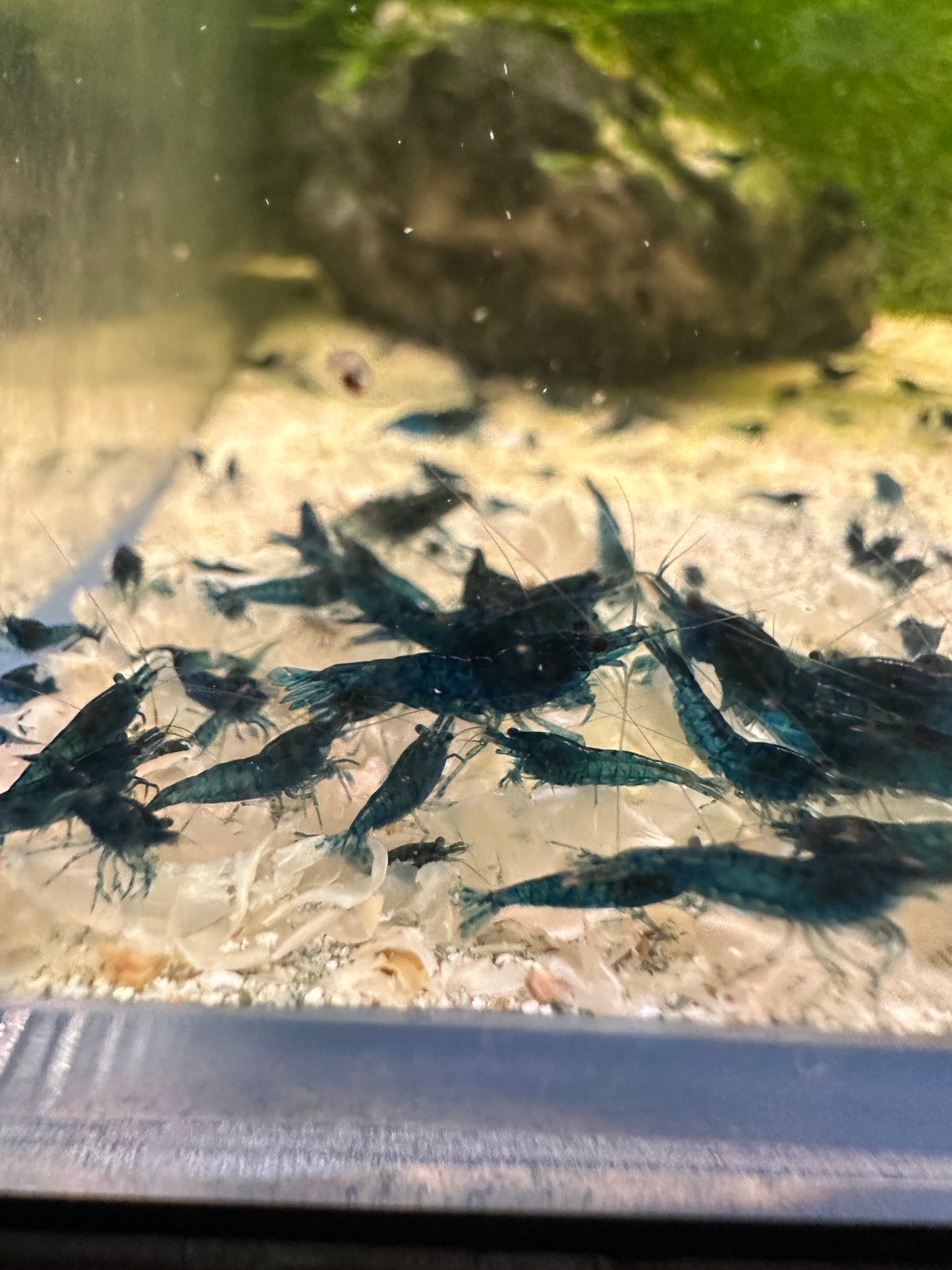 Blue Dreams