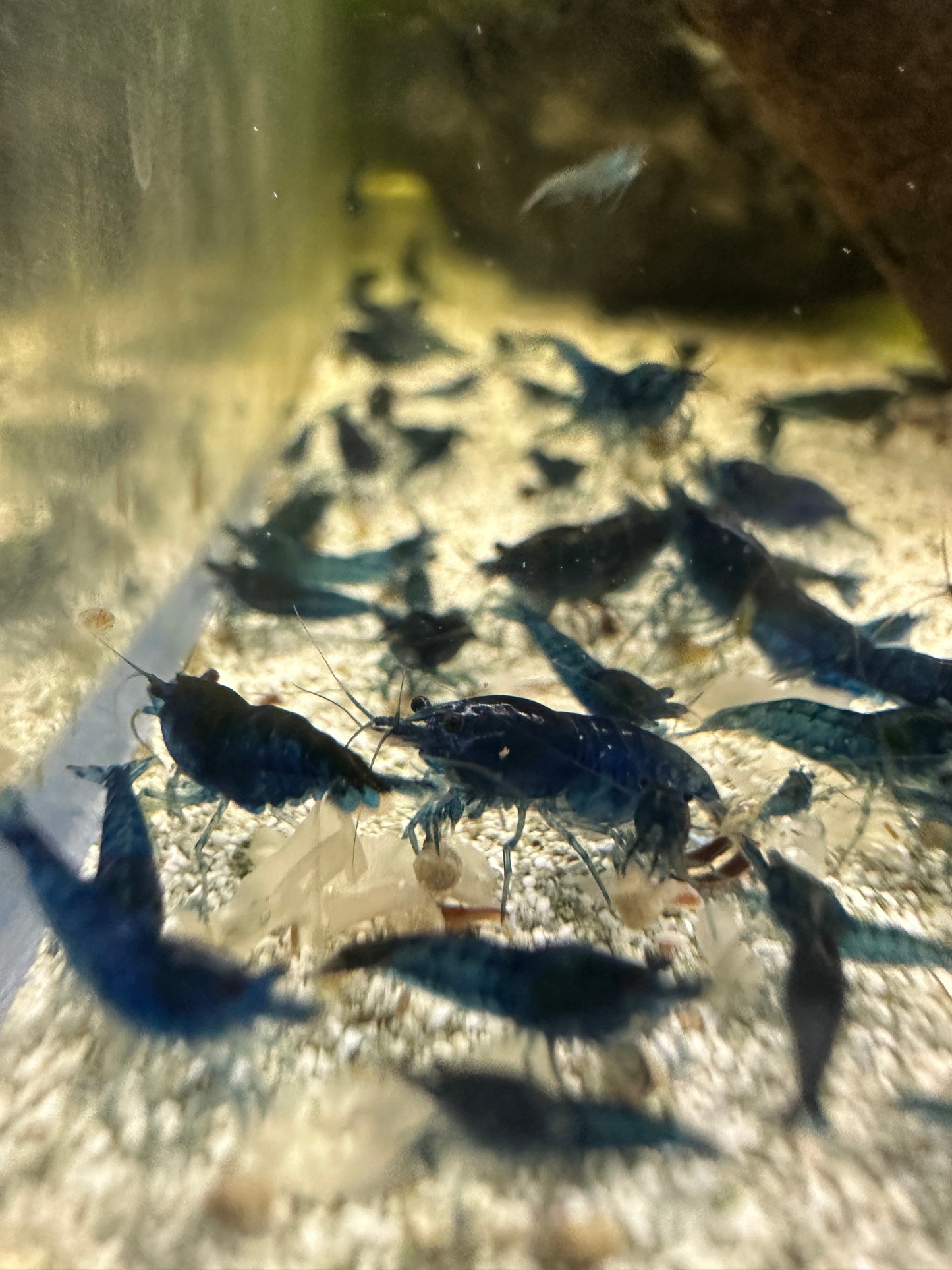 Blue Dreams