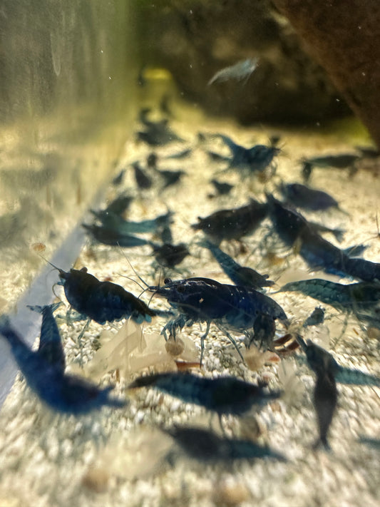Blue Dreams