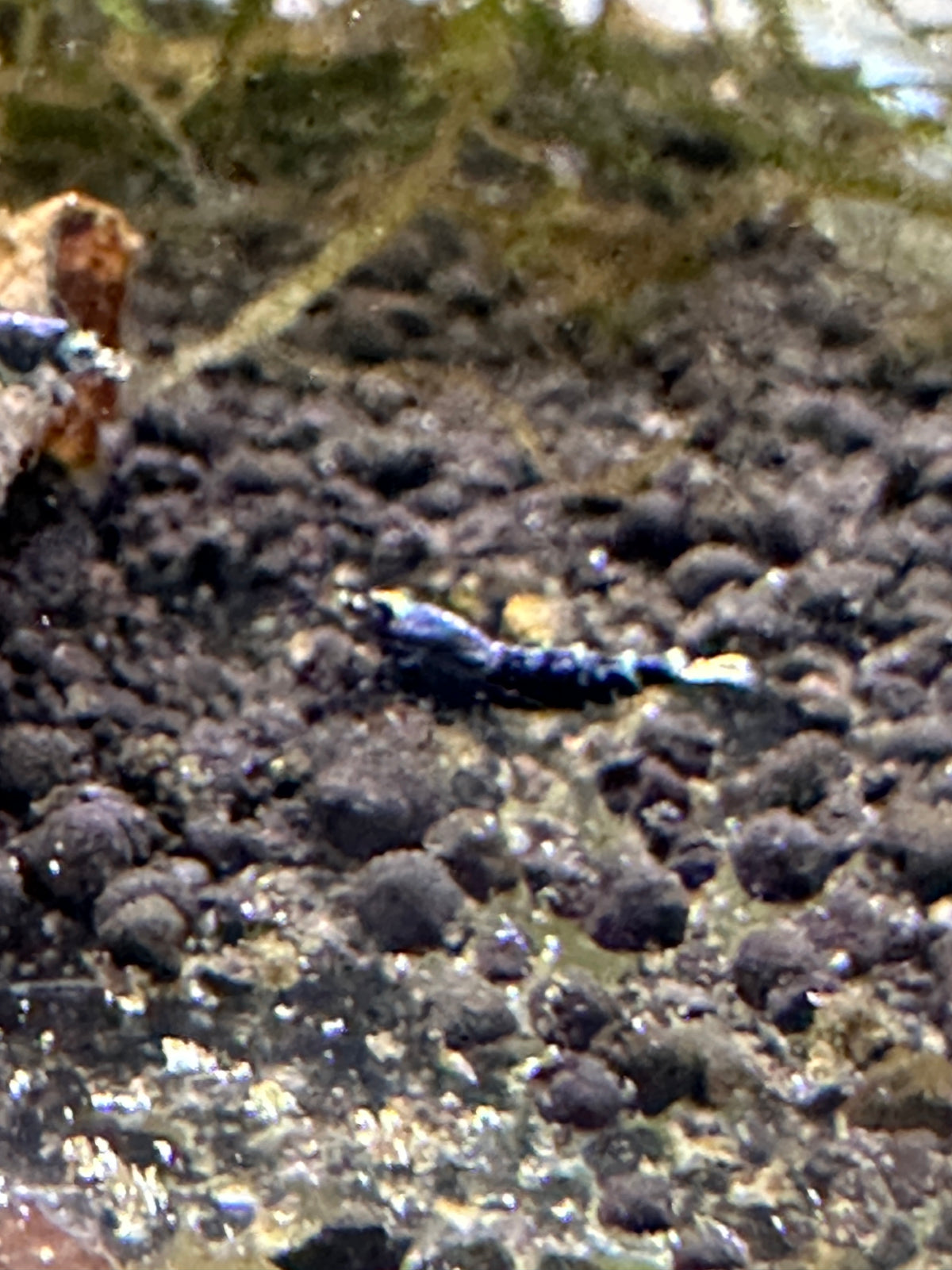 Purple Metalic Tiger