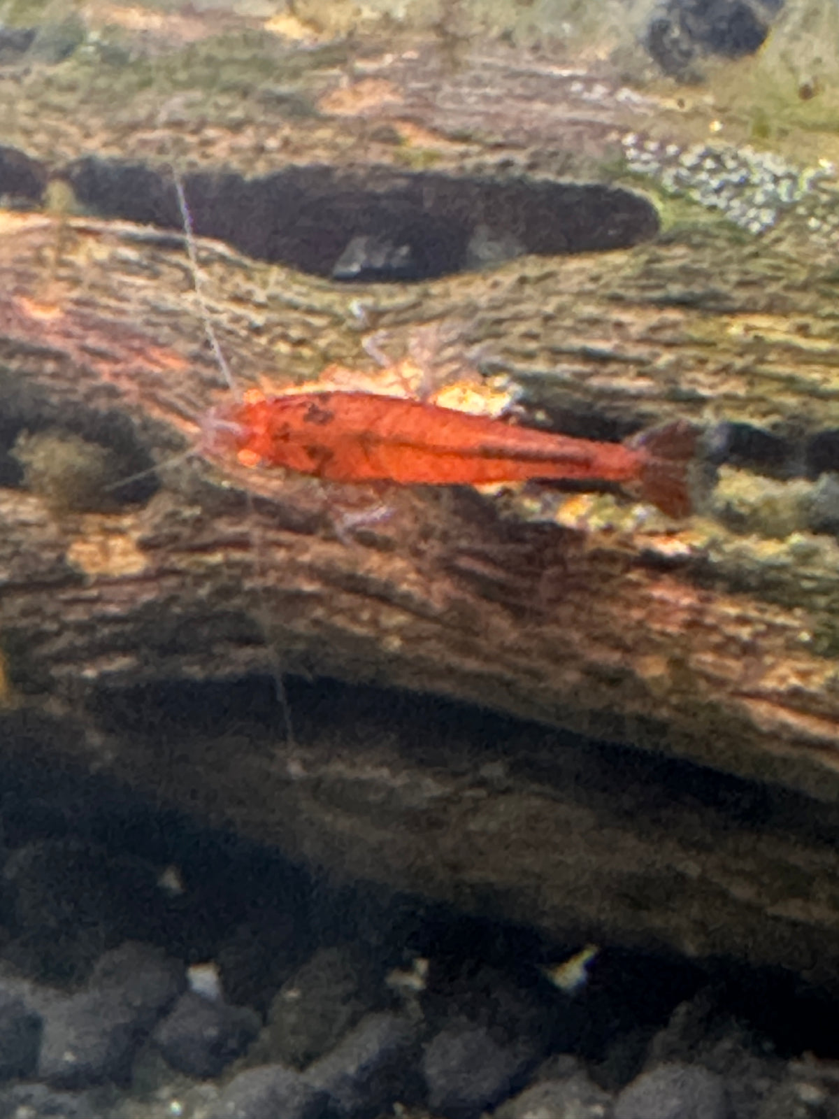 Orange Eye Red Devil
