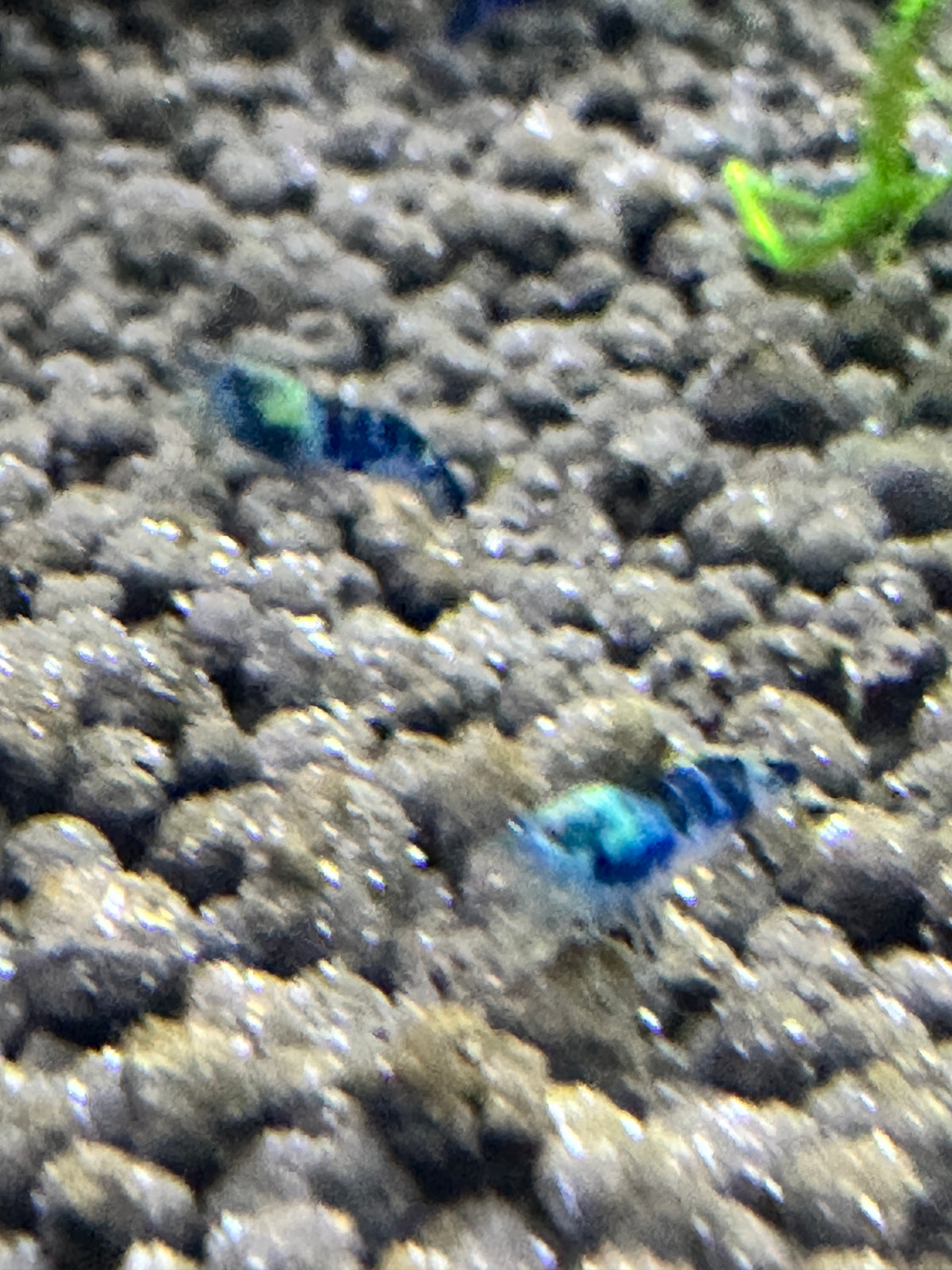 Blue Dragon