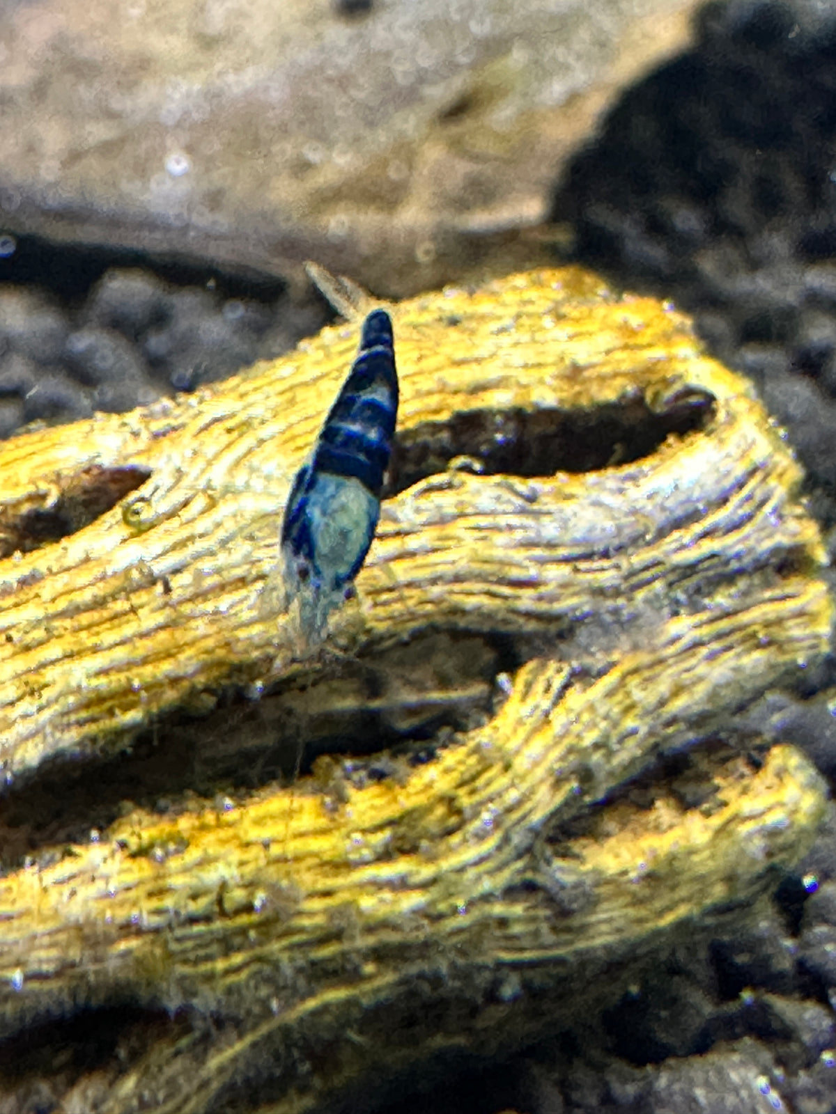 Blue Dragon