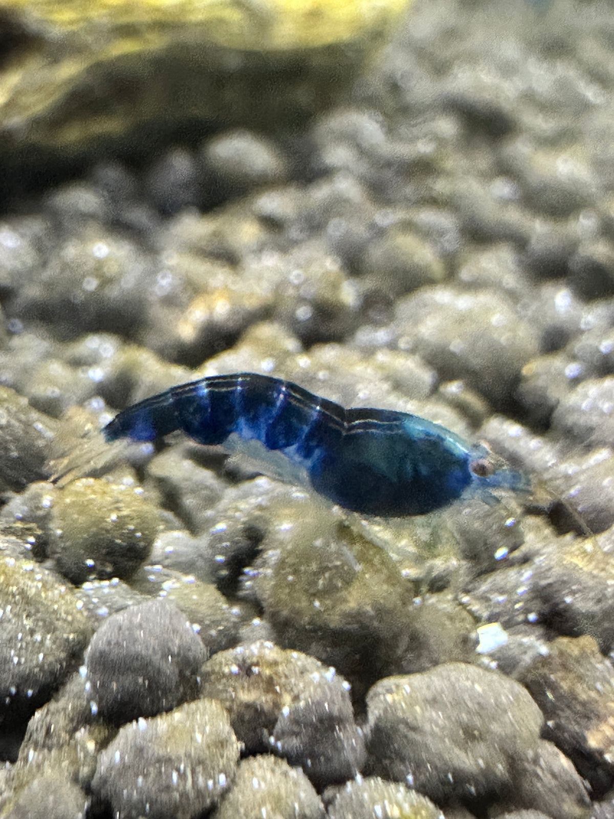 Blue Dragon