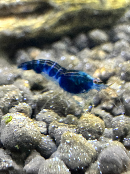 Blue Dragon