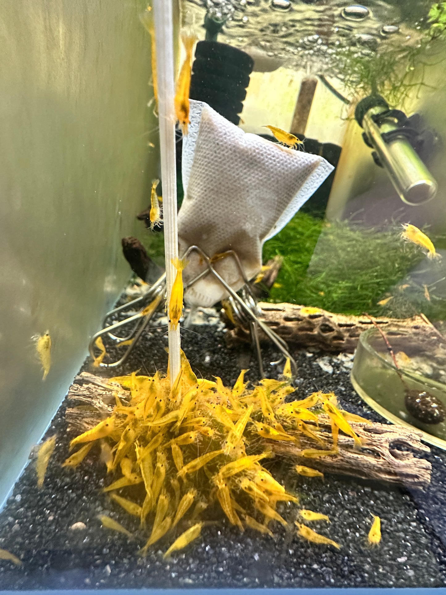 Yellow Cherry