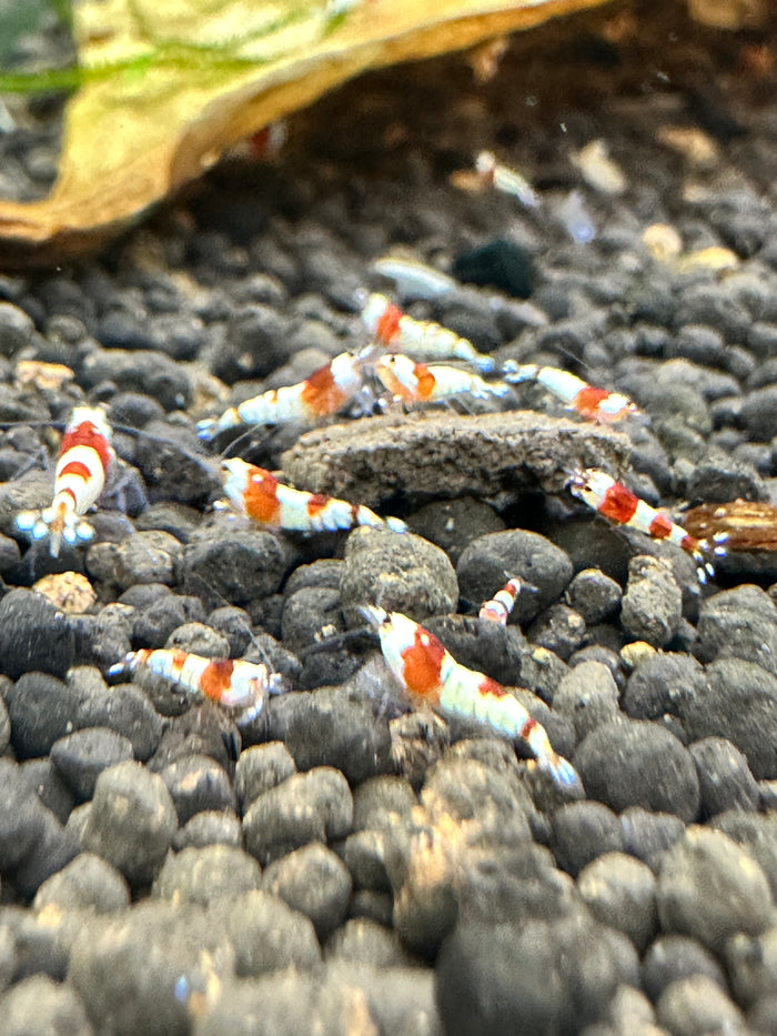 Caridina Shrimp