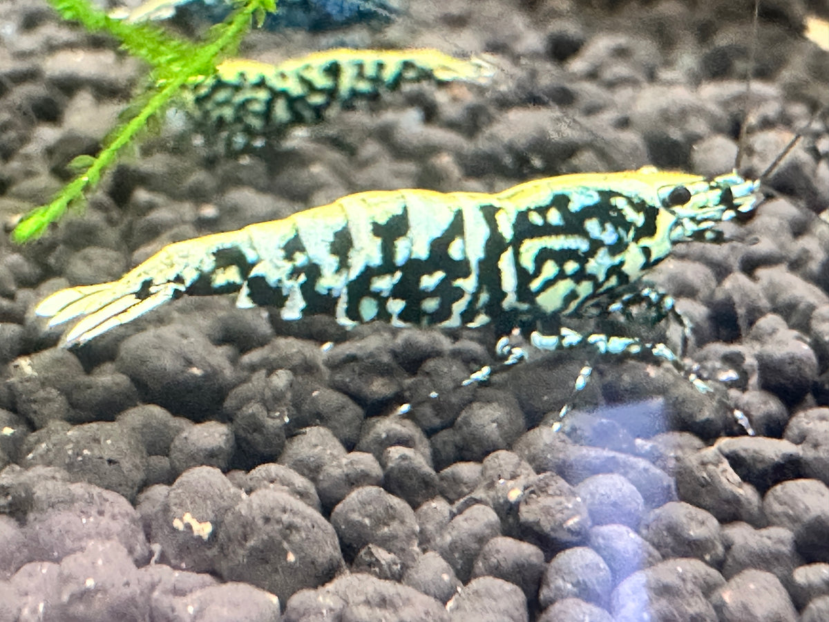 Blue Galaxy Snowflake