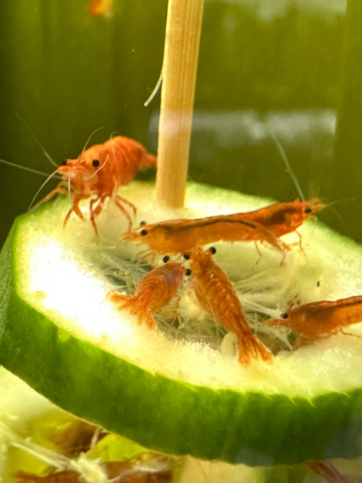 Orange Sunkist