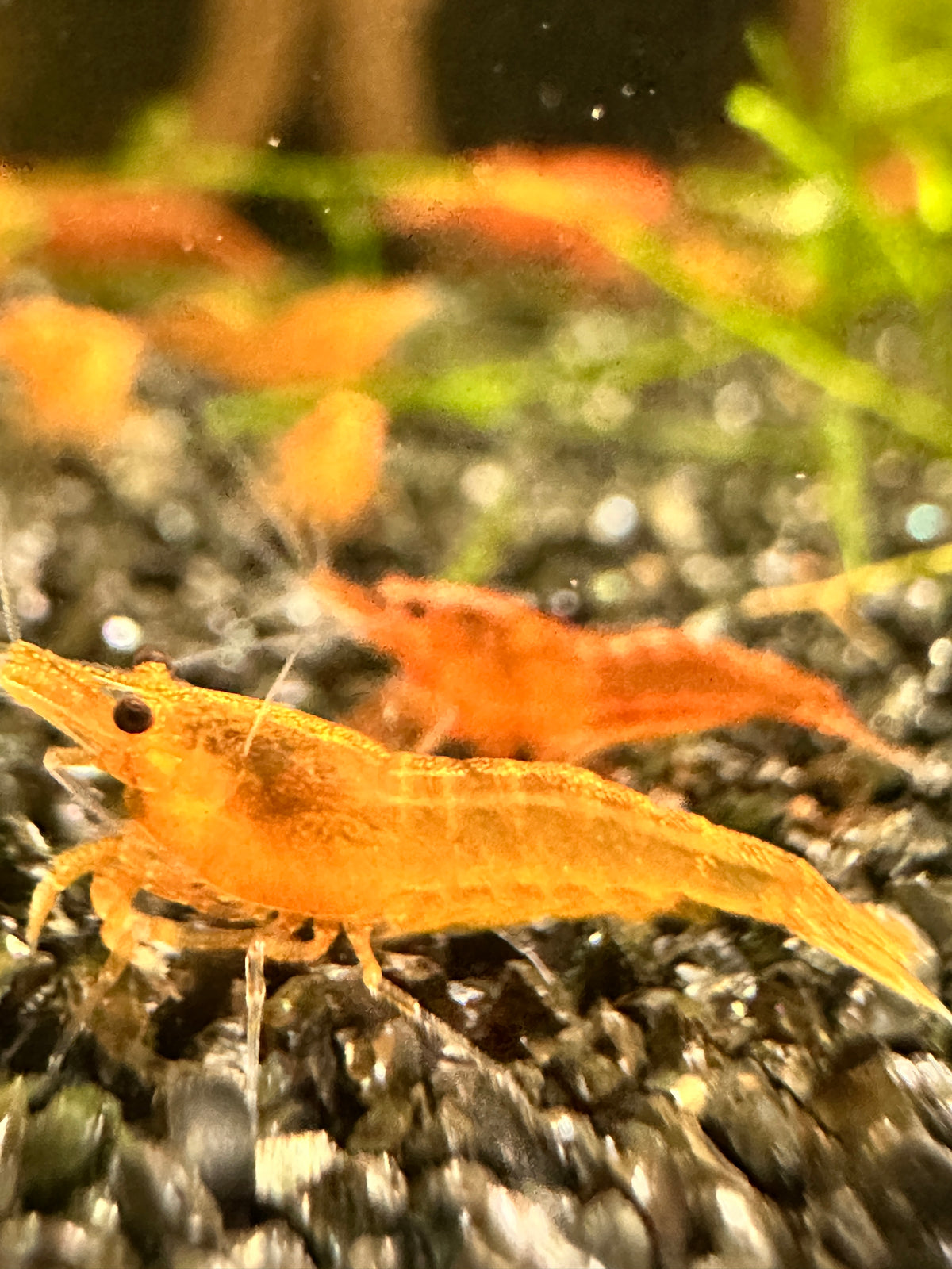 Orange Sunkist