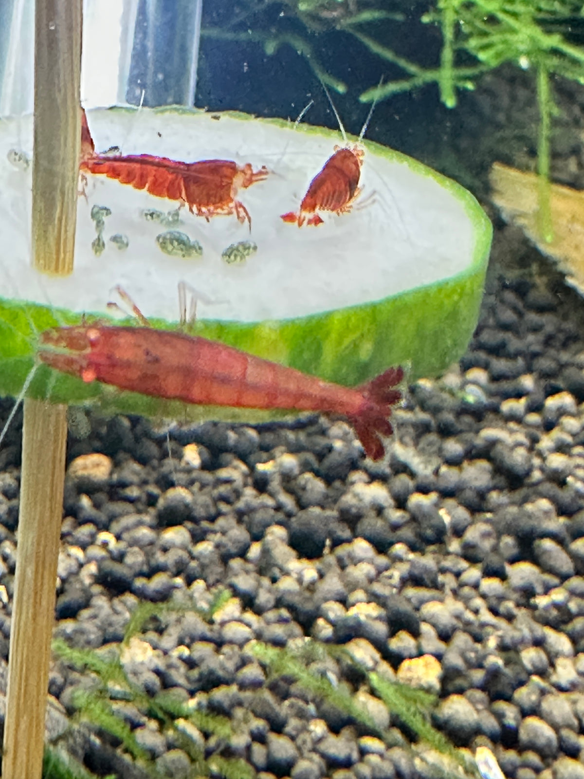 Orange Eye Red Devil