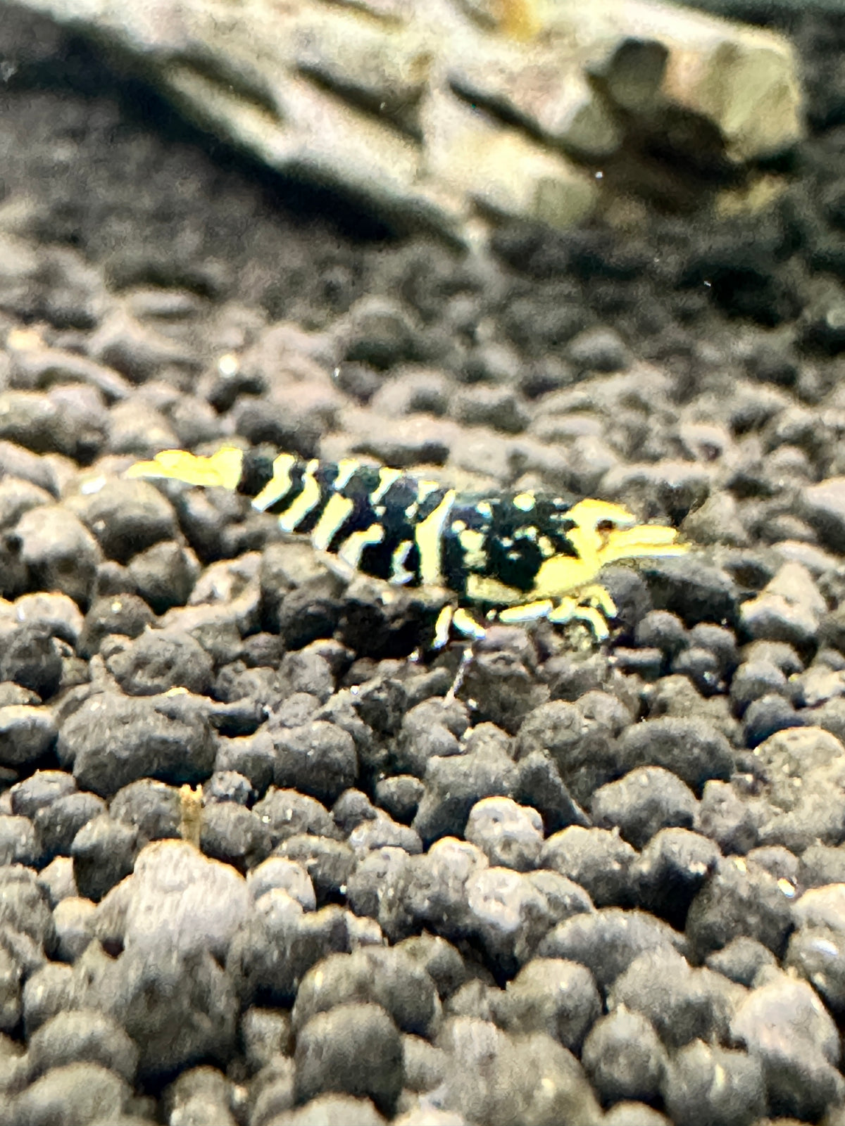 Orange Hornet (TMJ Line)