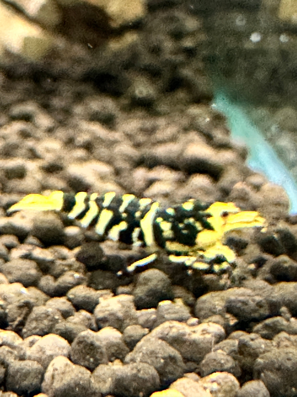 Orange Hornet (TMJ Line)