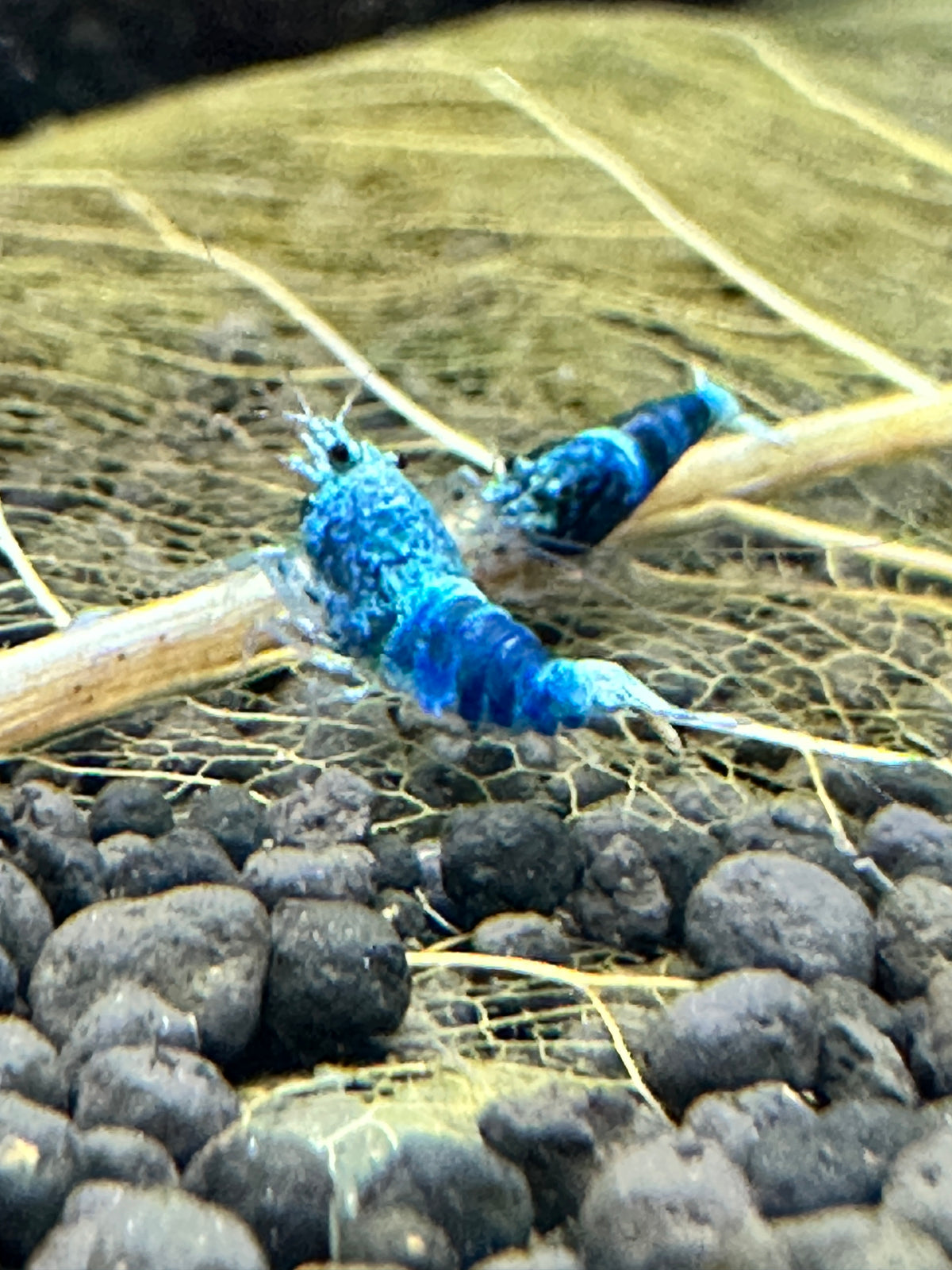 Ocean Blue