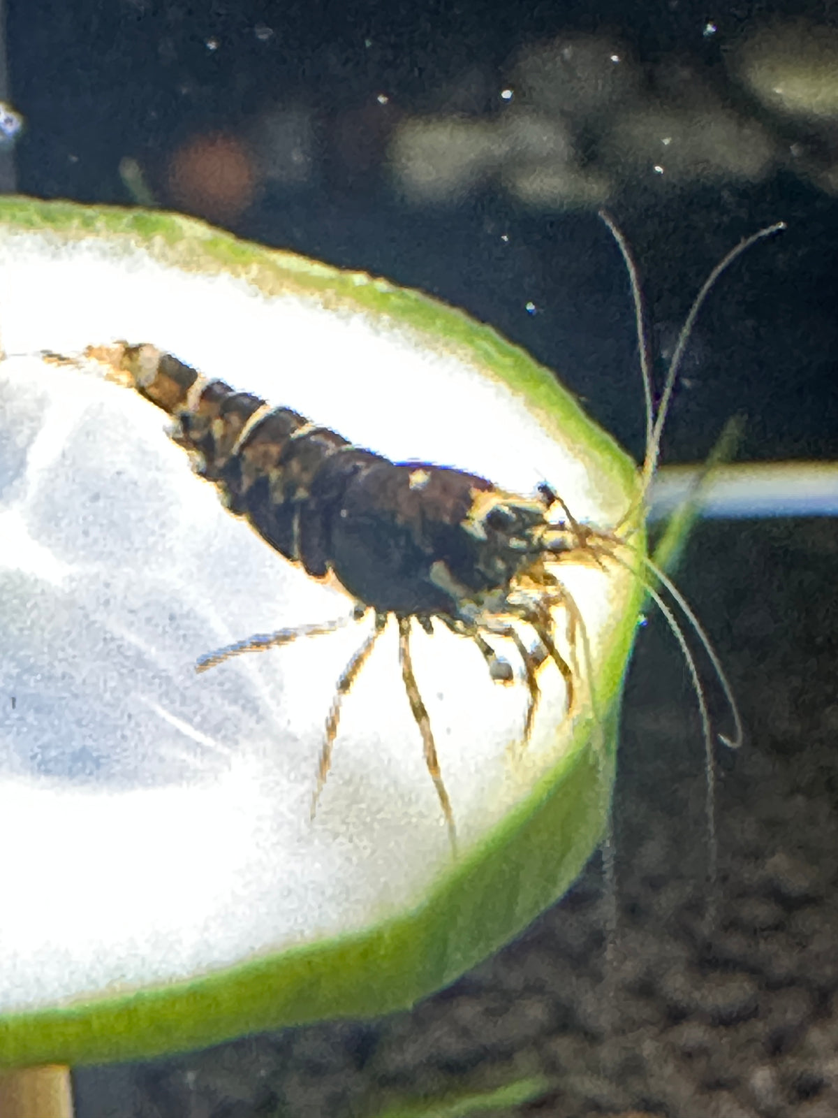 Purple Metalic Tiger