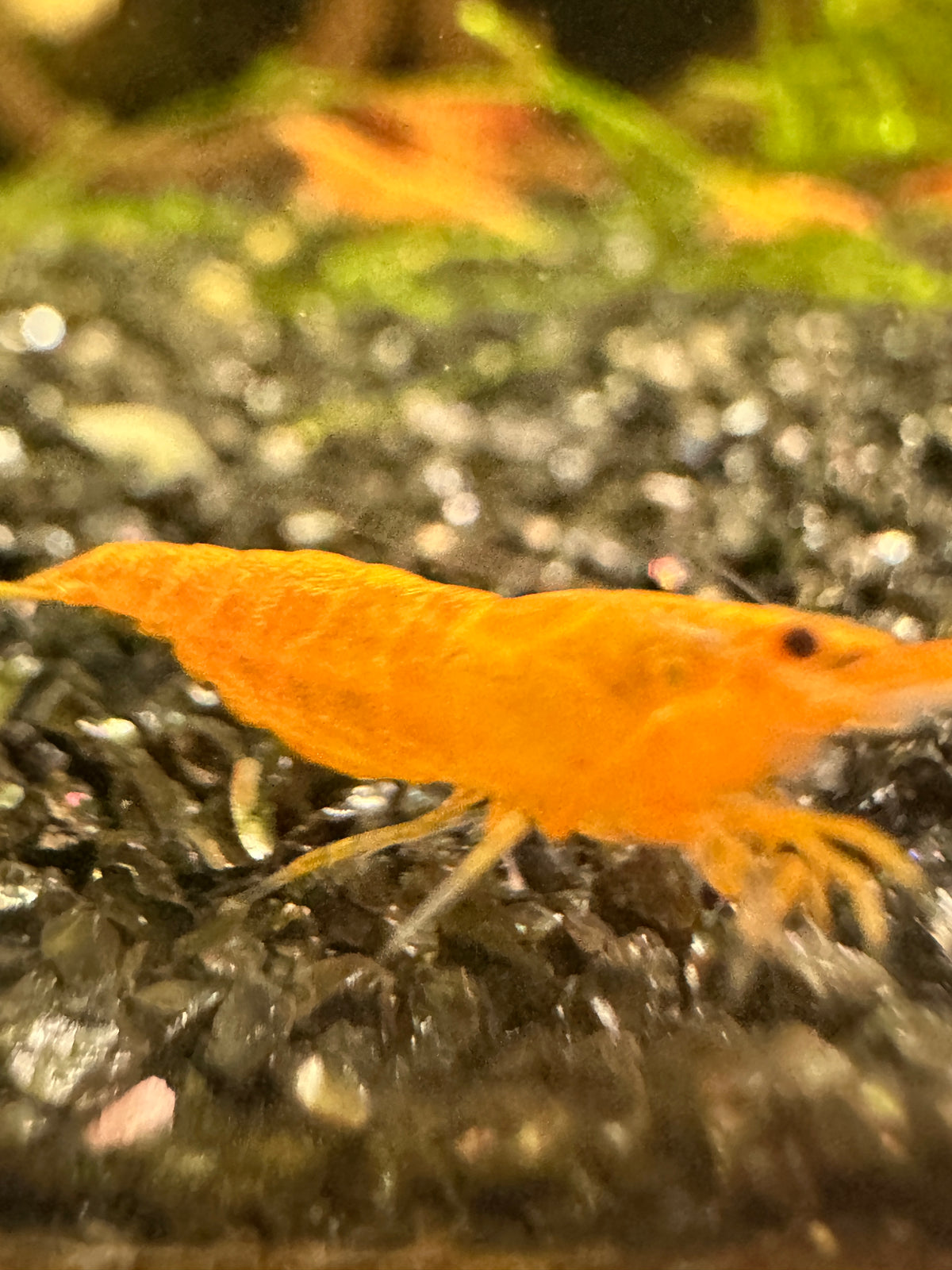 Orange Sunkist