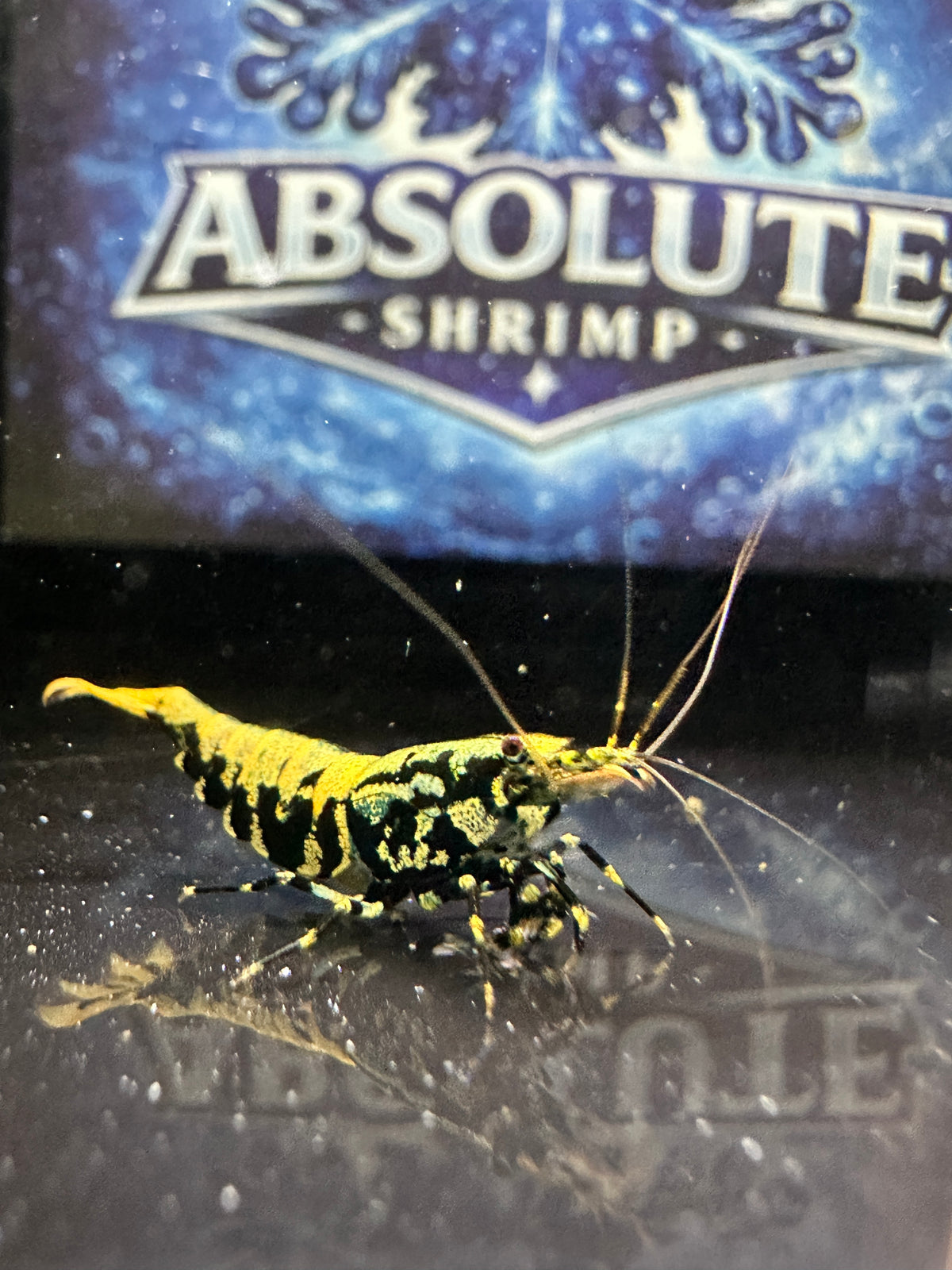 Wicked Stardust (G3 KW Shrimp Line)