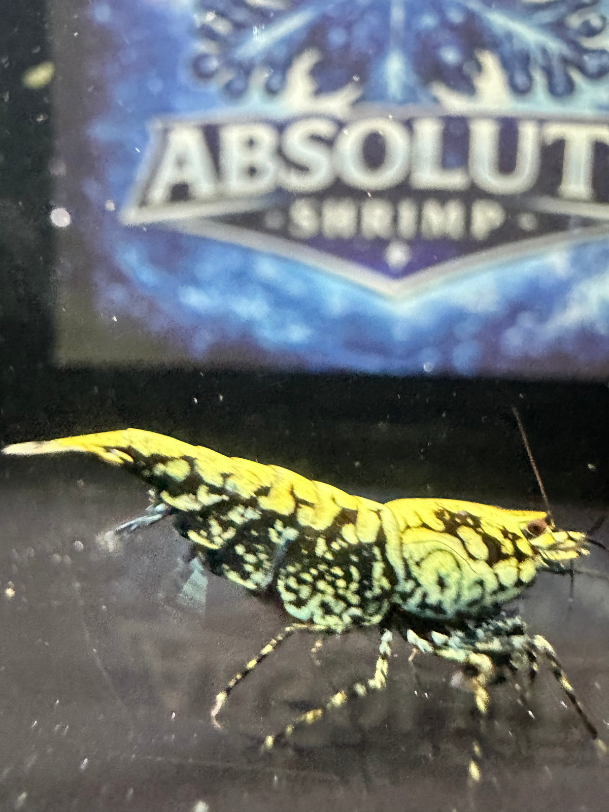 Wicked Stardust (G3 KW Shrimp Line)